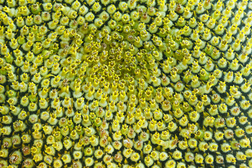 Yellow Sunflower seeds background