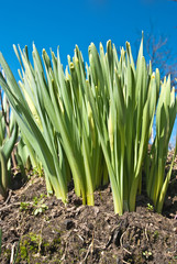 Obraz premium First spring flowers