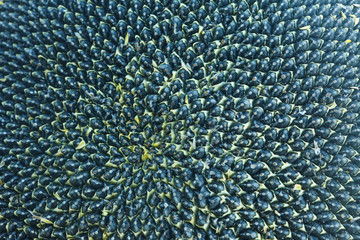 Dry sunflower seeds dark background