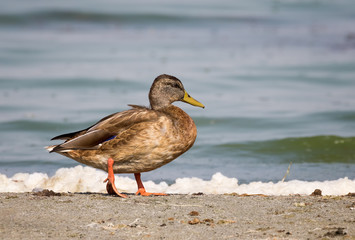 Close-up of a Wild Duck Bird, Mallard Duck (Anas platyrhynchos)