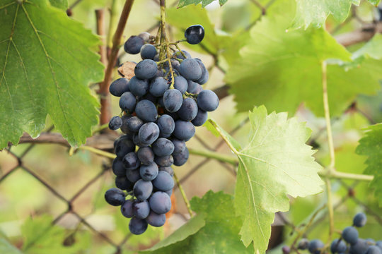 Bunches of ripe grapes in the garden