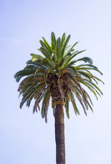 Palm trees against a blue sky.