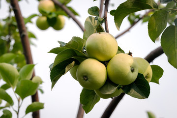 A Bunch Of Ripe Green Apples On A Branch In The Garden