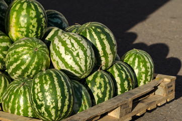 Many Fresh Watermelons On A Wooden Pallet. © devaul