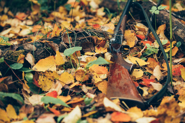Hunting rifle lies in the forest on the fallen leaves.