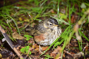 лесная птаха,