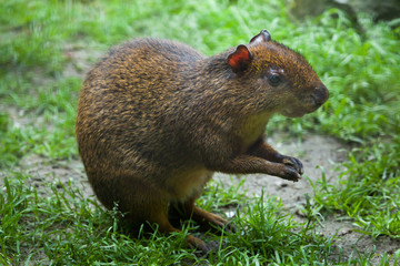 Central American agouti (Dasyprocta punctata)