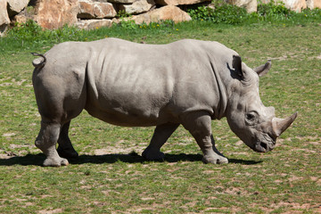 Obraz premium Southern white rhinoceros (Ceratotherium simum simum).