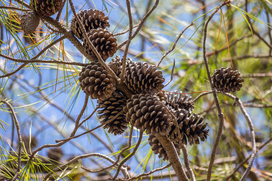 Close-up view of cedar pine cones on the tree, the most common t