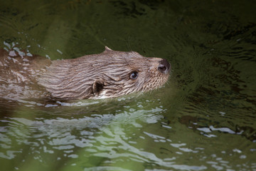 Eurasian otter.