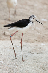 Black-winged stilt (Himantopus himantopus).
