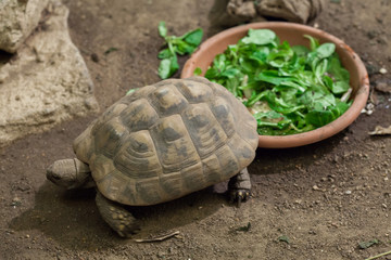 Hermann's tortoise (Testudo hermanni).