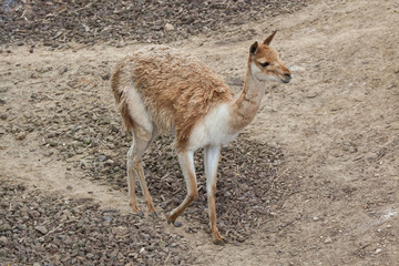Fototapeta premium Vicuna (Vicugna vicugna).