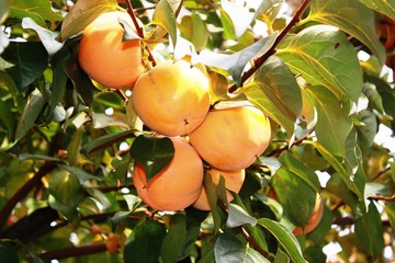 Kaki Sharon Fruits on the tree 