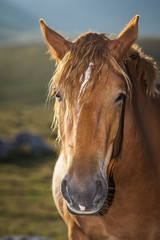 Brown horse head portrait. Green grass background