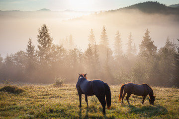 Mountain landscape with grazing horse