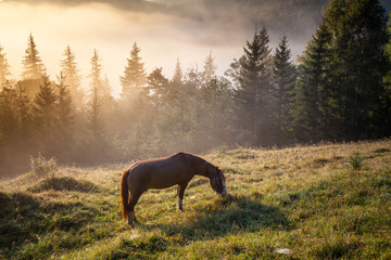 Mountain landscape with grazing horse