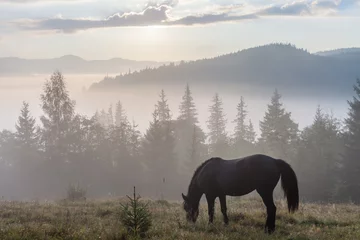 Abwaschbare Fototapete Pferde Berglandschaft mit grasendem Pferd