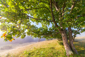 Fototapeta premium Oak tree in full leaf in summer standing alone.