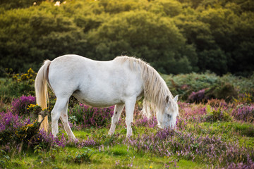 Plakat white wild horse grazing
