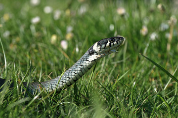 Ringelnatter im Garten