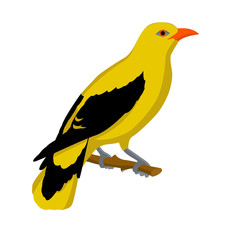Oriole bird vector illustration style Flat