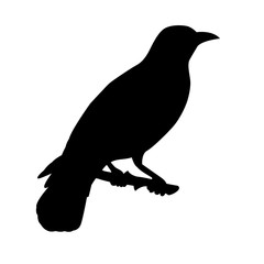 Oriole bird vector illustration silhouette black