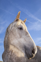 Obraz na płótnie Canvas Funny white horse close up portrait. Blue sky background