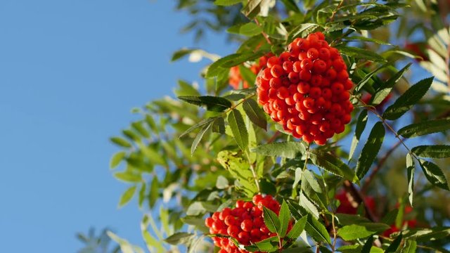 Rowan berries, Mountain ash tree with ripe berry