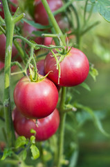 Close-up of tomato plants with fresh tomatoes in the garden, selective focus.