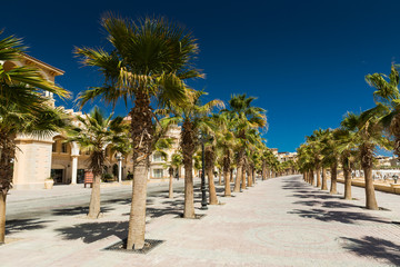 Fototapeta na wymiar Alley with palm trees