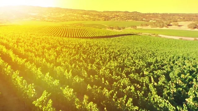 Warm sunset aerial view of rows of grapes on green field. Forward flight at sunset.