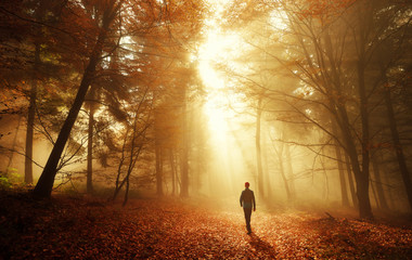 Spaziergang im Wald bei atemberaubender Lichtstimmung im Nebel