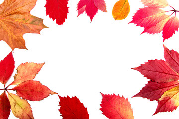 colorful autumn leaves