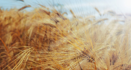 barley field in sunrays © zwiebackesser