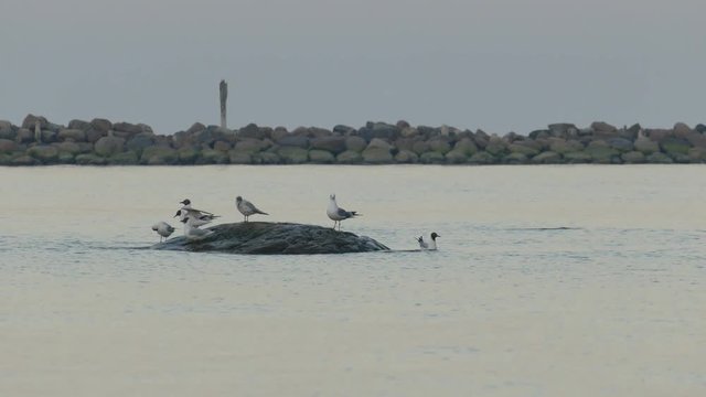 Seagulls standing on large stone in calm sea in early morning