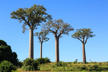 Fototapeta na wymiar Baobab trees in an African landscape with clear blue sky