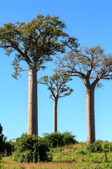 Fototapeta na wymiar Baobab trees in an African landscape with clear blue sky