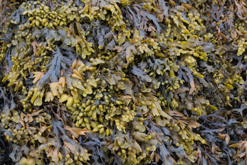 Seawead, seagrass, algae