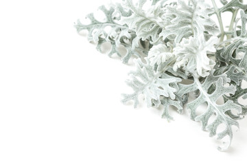 Dusty Miller plant isolated on white background