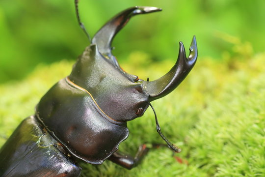 Japanese great stag beetle (Dorcus hopei hopei) in China
