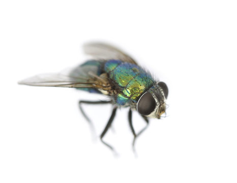Green fly isolated on white background, macro shot