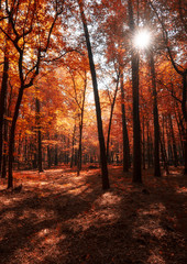 Sunrise in autumn forest