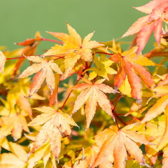 maple leaves