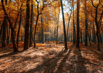 Obraz premium Sunrise in autumn forest