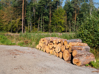 green forest background in sunny day