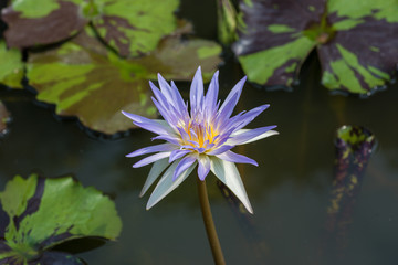 Purple tropical  Waterlily in the water