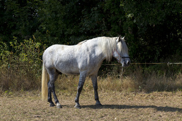 White Horse on the green Field