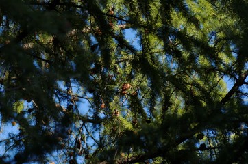 A larch tree with foliage and cones. Photo taken on shady side.
