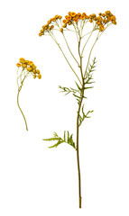 dry yellow flowers of wormwood, medicinal plant, isolate on a white